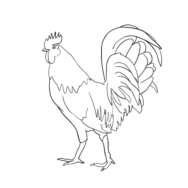 Pollo dibujado a mano