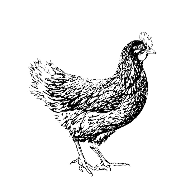 Vector pollo dibujado en tinta negra sobre un fondo blanco vector