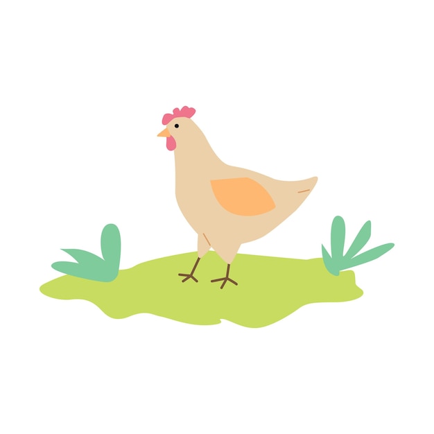 Pollo de dibujos animados lindo de pie sobre la hierba verde aislado sobre fondo blanco