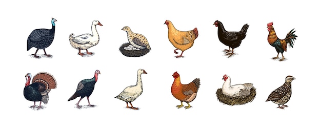 pollo doméstico pájaro pavo gallina de Guinea ganso pato codorniz dibujado a mano animal de granja grabado viejo