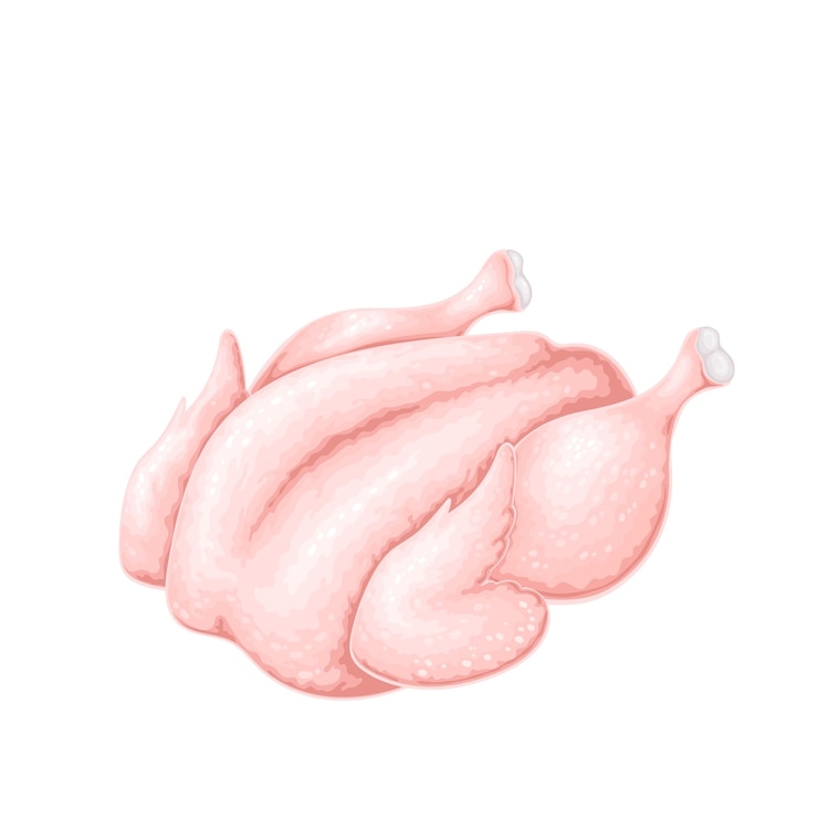 Vector pollo entero crudo