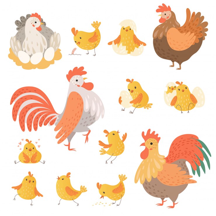 Vector pollo y gallo. divertidos animales de granja domésticos pájaros huevos pollo personajes de dibujos animados