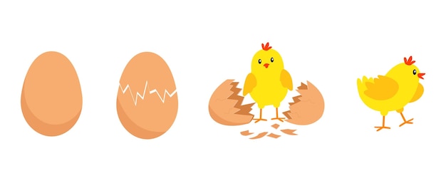 Pollo saliendo del huevo Proceso paso a paso de cumpleaños de pollito de dibujos animados Ilustración divertida y educativa para niños