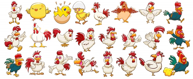 Vector pollo vector set clipart