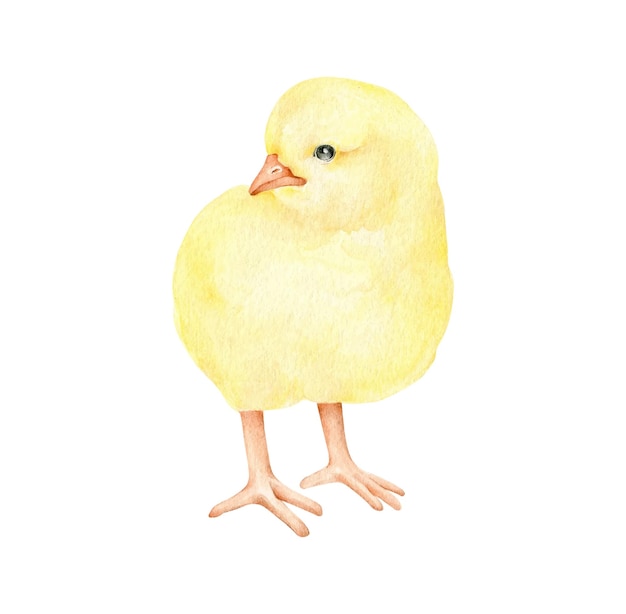 Vector pollo