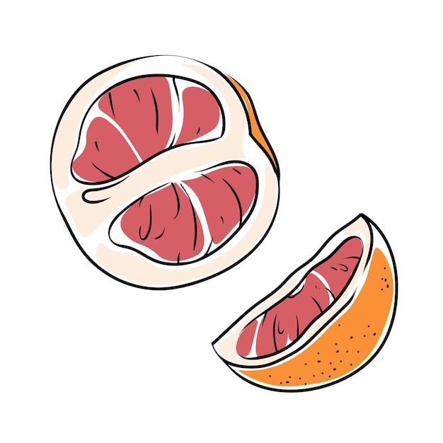 Vector pomelo de dibujo de ilustración vectorial sobre un fondo blanco