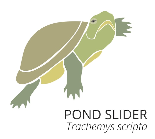 Pond slider tortuga verde vector ilustración Tortuga aislada sobre fondo blanco Logo vector