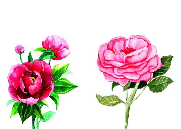 poner rosa roja, hermosa flor sobre un fondo blanco aislado, ilustración acuarela, botánica