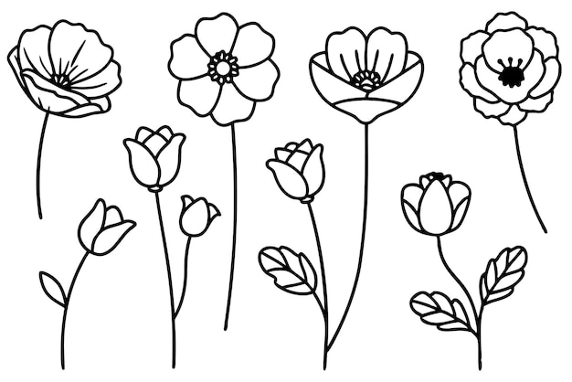 Poppy Line Art hermosos estilos de dibujo floral