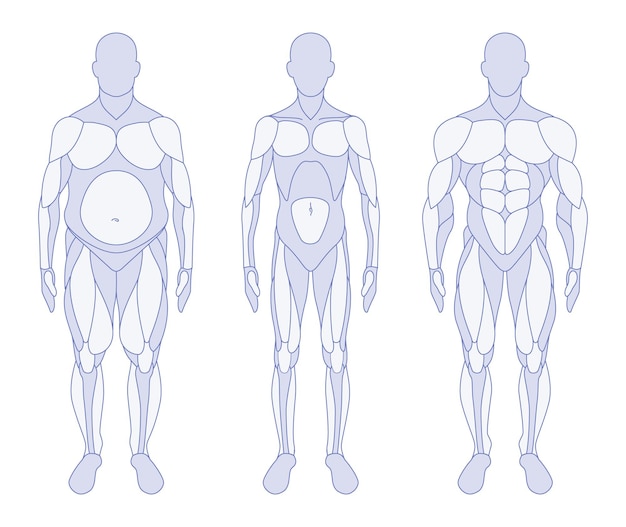 Posición frontal de anatomía de tipos de cuerpo masculino