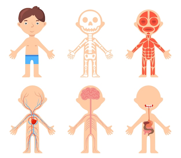 Vector póster educativo con niño y sistemas anatómicos de su cuerpo. ilustración vectorial de dibujos animados