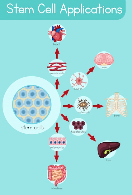 Vector póster informativo de aplicaciones de células madre