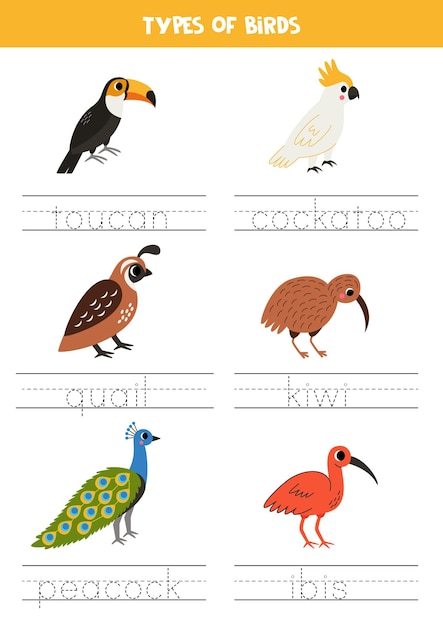 Vector práctica de escritura para rastrear los nombres de los tipos de aves