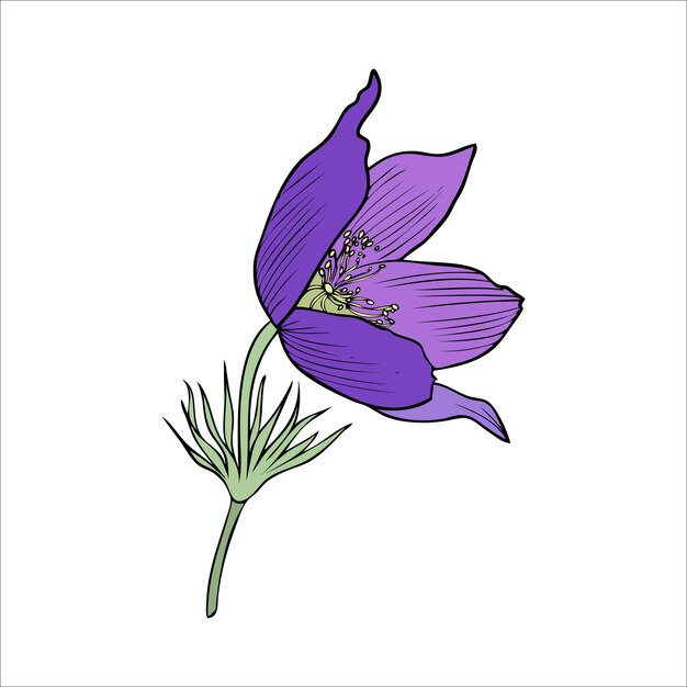 Prado de lumbago Pulsatilla flor tinta boceto Vector Pasque aislado en blanco Perenne venenoso