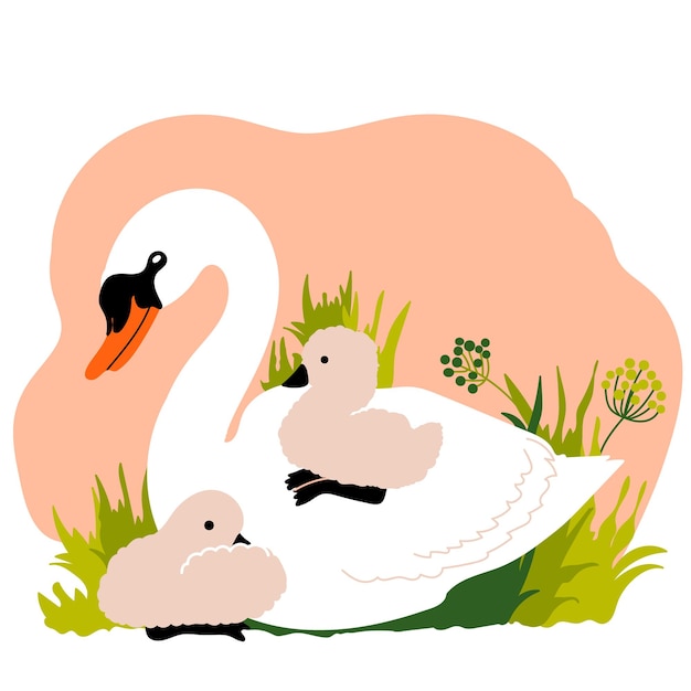 Precioso cisne blanco y cría de cygnet sentado en la hierba. pájaros salvajes. vector