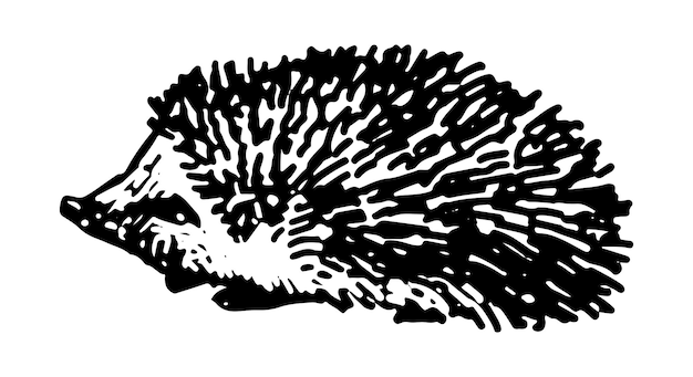 Prediseñadas de erizo Garabato único de animal salvaje aislado en blanco Ilustración vectorial dibujada a mano en estilo de grabado