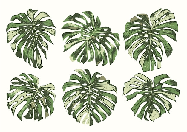 Presentando nuestra colección vector de hojas monstera ideal para agregar un ambiente tropical a cualquier diseño