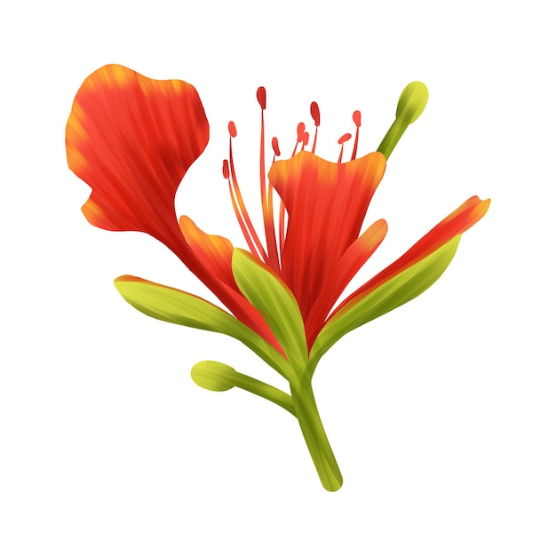 Un primer plano de una flor vívida y extravagante con pétalos de color rojo naranja y tallo verde