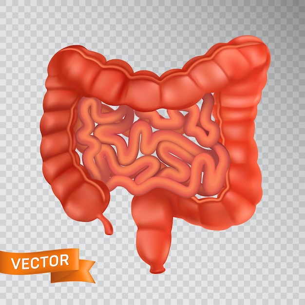 Vector primer plano del intestino grueso y delgado, vista frontal. concepto médico de un órgano interno sano. ilustración vectorial 3d de una estructura del sistema digestivo humano aislada en un fondo transparente