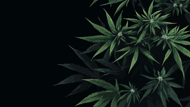 Vector primer plano de la planta de cannabis con densos brotes de fondo botánico