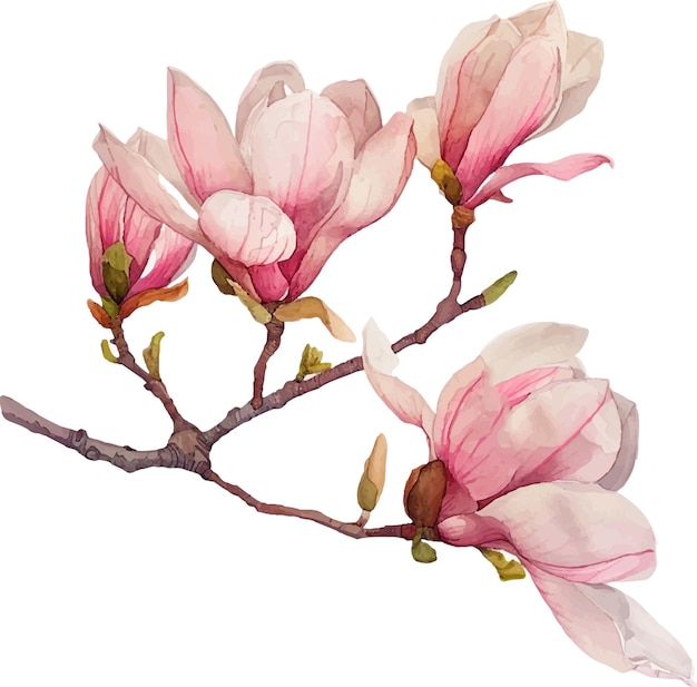La primera primavera de las flores de magnolia plantilla para el diseño