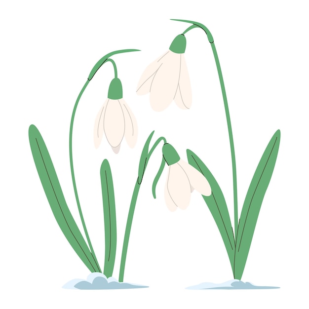 Las primeras flores de primavera flores delicadas de gotas de nieve para su diseño de tarjeta postal portada invitación