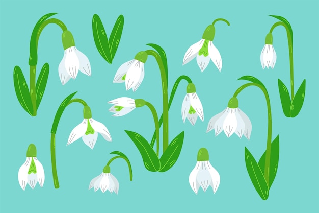 Las primeras palomitas de nieve Galanthus aislado en fondo azul de cercaConjunto de palomitas de nieve