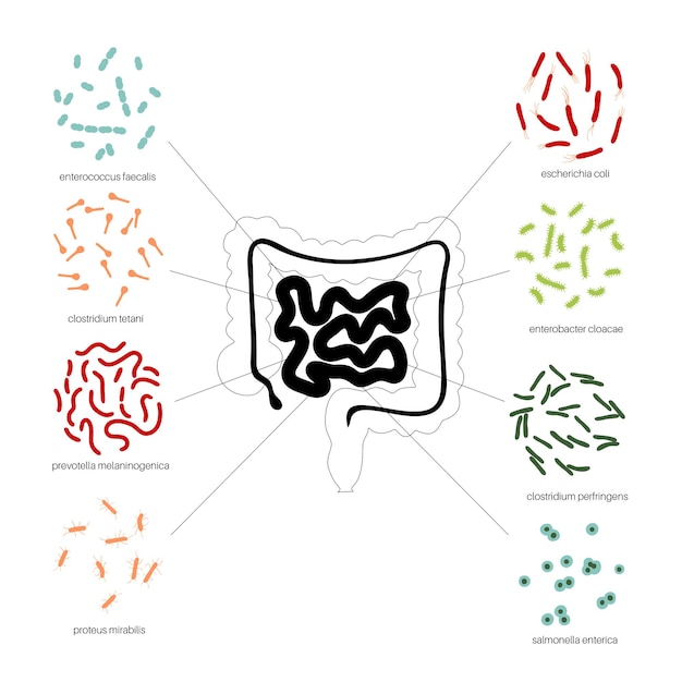 Probióticos. bacterias patógenas y beneficiosas más comunes. ilustración de vector de microbiota intestinal humana