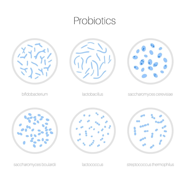 Probióticos. bacterias patógenas y beneficiosas más comunes. ilustración de vector de microbiota intestinal humana