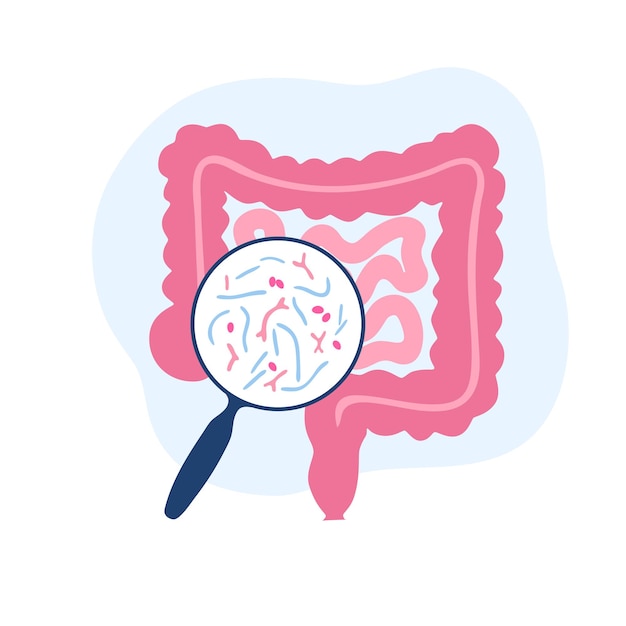 Probióticos. Bacterias patógenas y beneficiosas más comunes. Ilustración de vector de microbiota intestinal humana