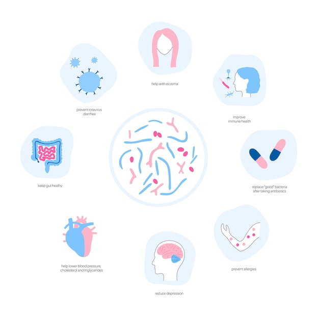 Probióticos. Bacterias patógenas y beneficiosas más comunes. Ilustración de vector de microbiota intestinal humana