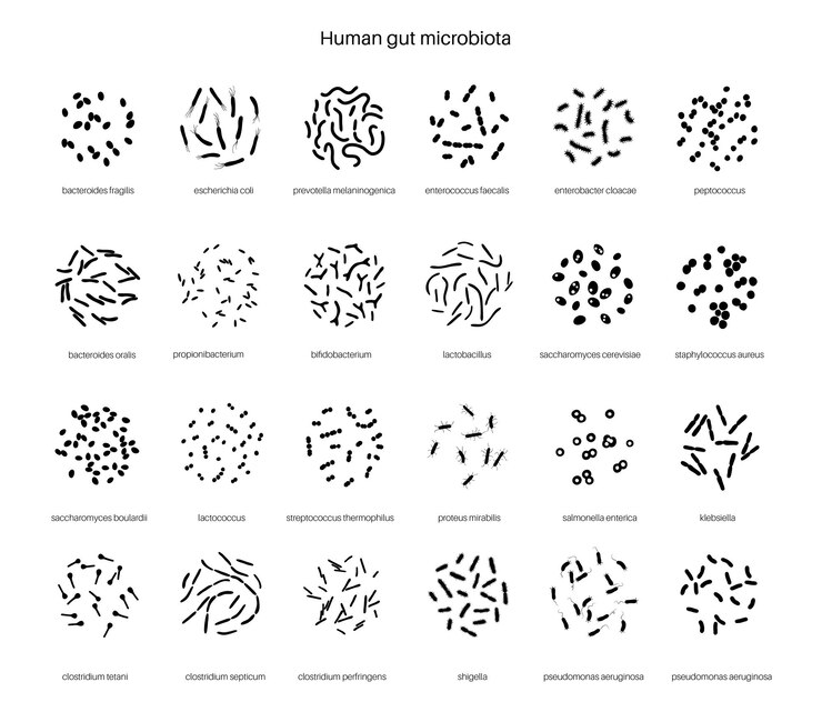 Vector probióticos. bacterias patógenas y beneficiosas más comunes. ilustración de vector de microbiota intestinal humana