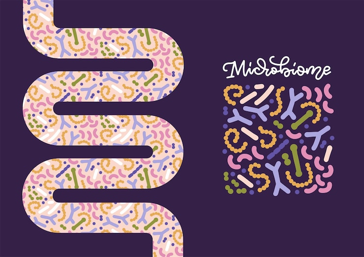 Vector probióticos en forma de intestinos con patrón microbiano bifidobacterium lactobacillus streptococcu