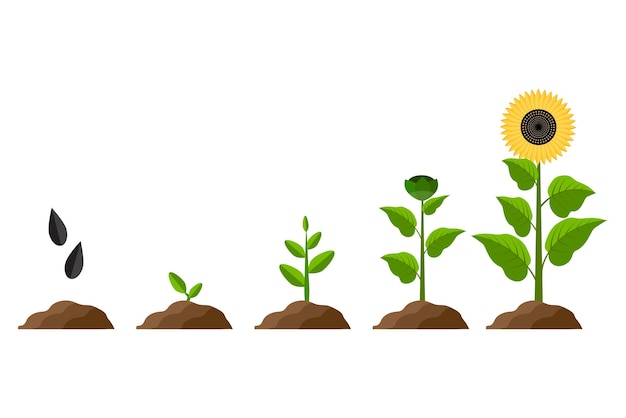 Proceso de crecimiento de girasol Concepto orgánico Ilustración vectorial