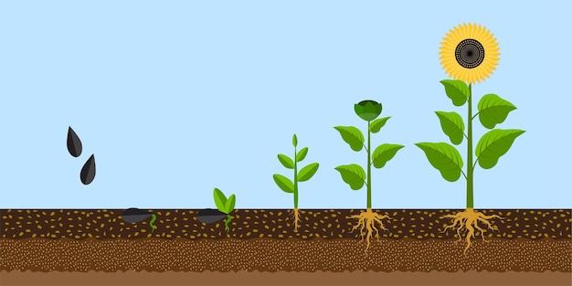 Proceso de crecimiento de girasol Concepto orgánico Ilustración vectorial