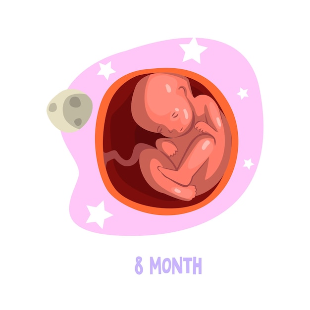 Proceso de desarrollo del feto. 8vo mes de embarazo. Bebé dentro del útero. Fetación tema. Diseño gráfico para libros educativos, folletos médicos o afiches infográficos. Ilustración de vector aislado en blanco