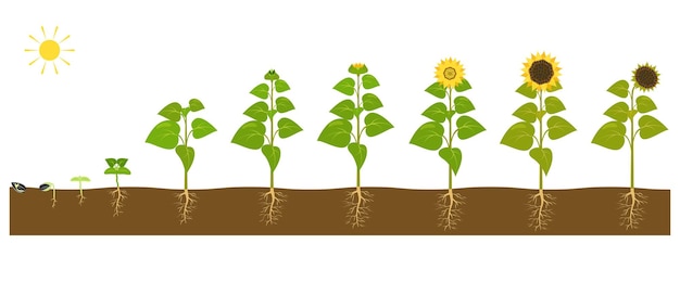 Vector el proceso de hacer crecer un girasol desde la semilla hasta la planta madura. ilustración de vector de brotes de plántulas en el suelo.