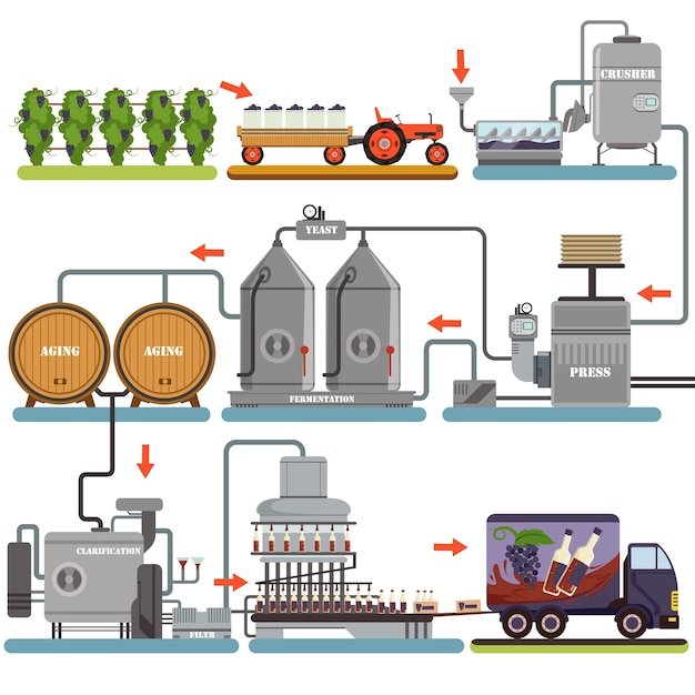 Vector proceso de producción de vino, bebida de producción de uva ilustraciones sobre un fondo blanco.