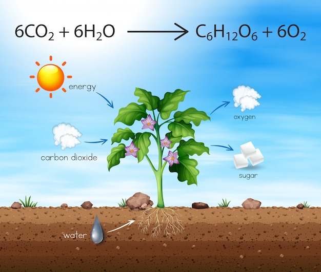 Vector un proceso de producir árbol de oxígeno