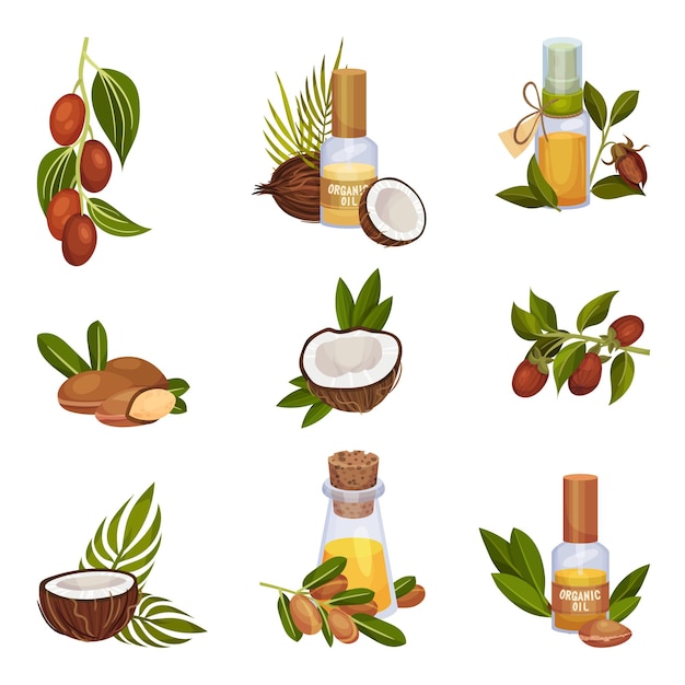 Producción de aceite orgánico de jojoba y coco Conjunto ilustrado vectorial de tratamiento herbal gráfico natural Cosméticos Consept