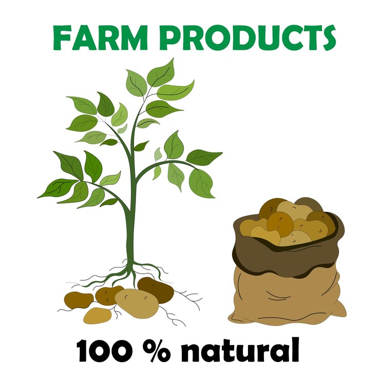 Los productos agrícolas son 100 plantas jóvenes naturales con hojas y bolsa de raíz de papa con un montón de papas crudas