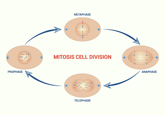 Profase de la célula de mitosis Metafase de la anafase Telofase Vector Ilustración de la división de la célula