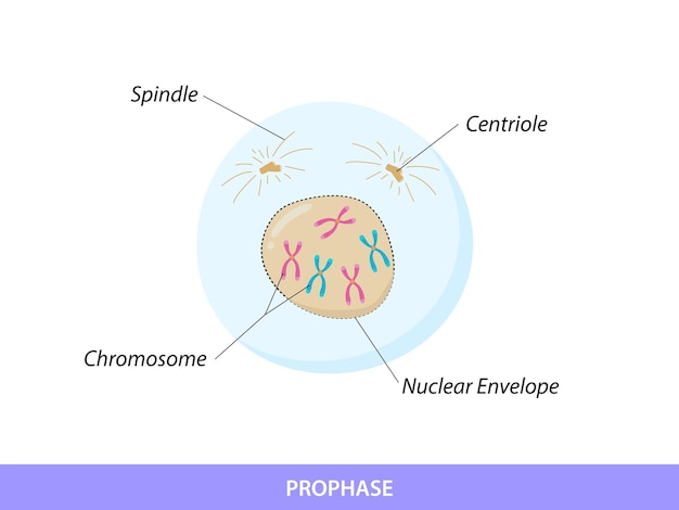 Vector profase la primera etapa de la mitosis