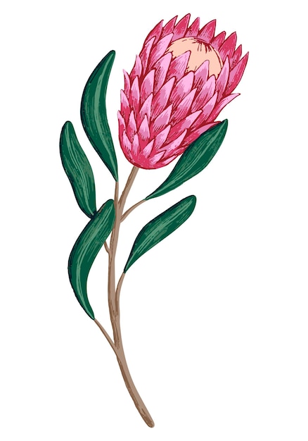 Protea flor tropical Ilustración de vector de planta exótica Clipart botánico aislado en blanco Elemento para diseño decoración de impresión de postal