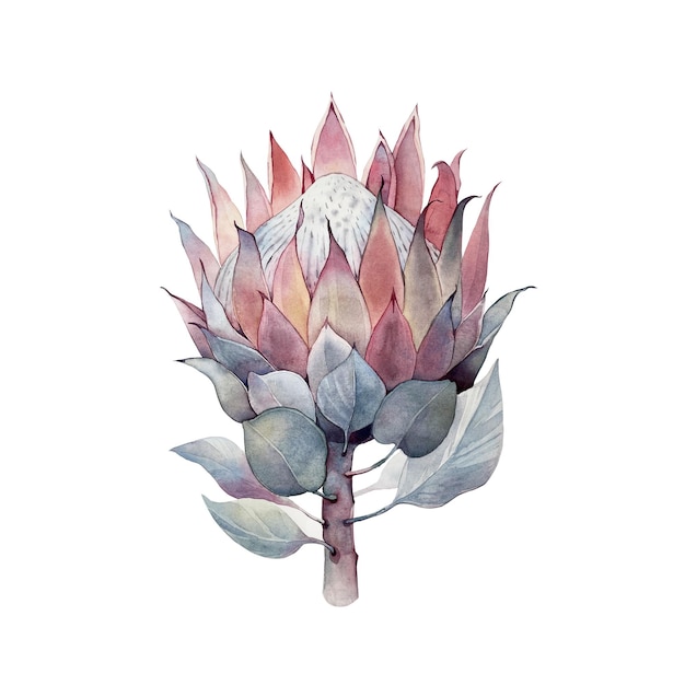 Protea gran flor acuarela acuarela cartel impresión pintura flor botánico sala de arte botánico