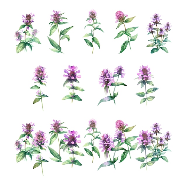 Prunella vulgaris Conjunto de flores de menta de acuarela Ilustración dibujada a mano aislada sobre un fondo blanco