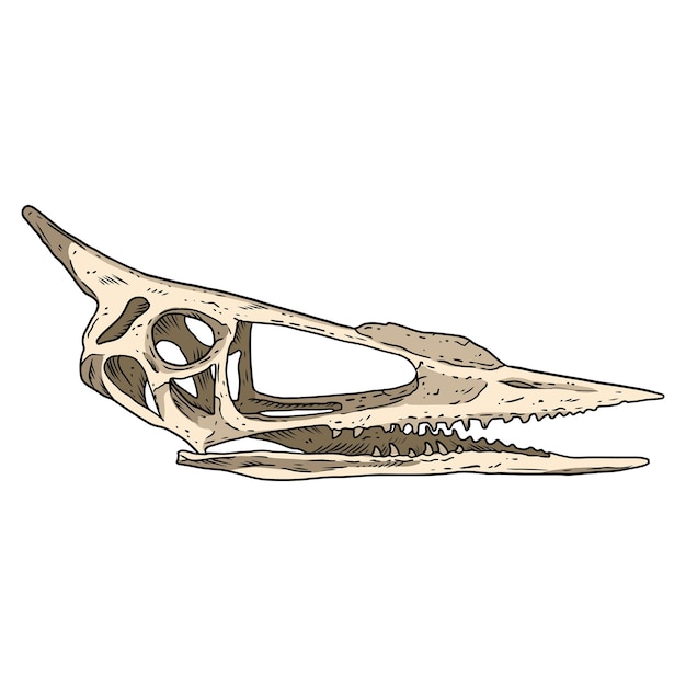 Pterodáctilo pájaro fosilizado cráneo imagen dibujada a mano. Especies extintas Pterodactylus esqueleto animal huesos fósiles ilustración dibujada a mano. Vector stock silueta