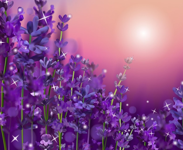 Puesta de sol de verano sobre una flor de lavanda violeta. Lavanda violeta fragante y floreciente para perfumería, productos para la salud