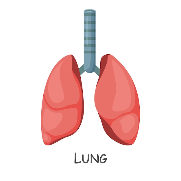 Pulmón del diseño de dibujos animados humanos vector aislado