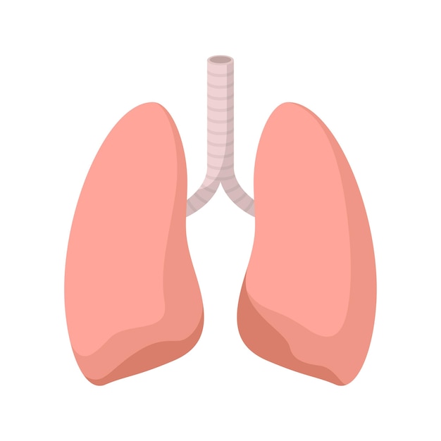 Pulmones aislados sobre fondo blanco